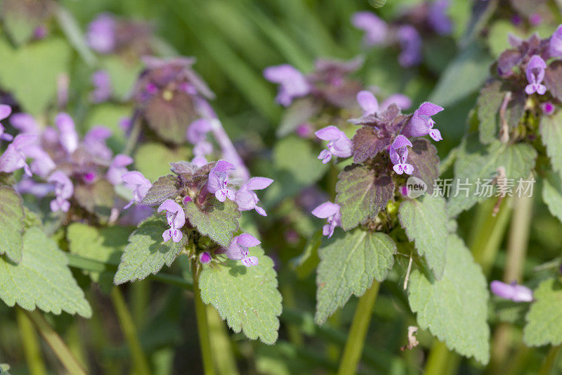 红色死虫(Lamium purpureum)